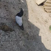 کبوتر|پرنده|پاکدشت, پاکدشت (مامازند)|دیوار