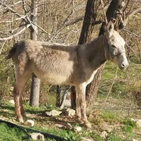 الاغ بسته سر حال