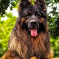 سگ ژرمن نر و ماده