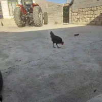 فروش سه عدد جوجه خروس محلی یک خروس بالغ