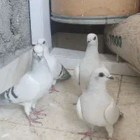 پرنده|پرنده|ایلام, |دیوار