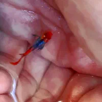 گوپی نژاد دامبو گرید A|ماهی|اصفهان, جلفا|دیوار