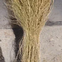 جارو (گزگه باخی )|خدمات باغبانی و درختکاری|جوانرود, |دیوار