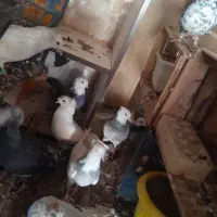 پرنده|پرنده|فولادشهر, B6|دیوار