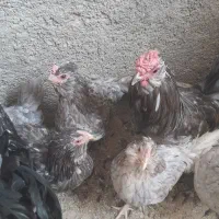 مرغ و خروس گلین