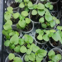 نشا بامیه محلی شادگانی