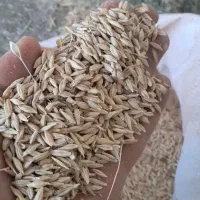 جو ایرانی ۳ تن آبی چاق