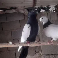 سینه سیاه ماده