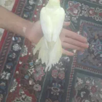۴ عدد عروس هلندی
