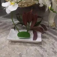 گل لمسی ارکیده سفید