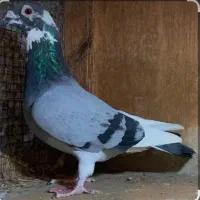 کبوتر پلاکی ایخم نر مست
