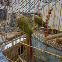 طوطی گرینجی|پرنده|پاکدشت, پاکدشت (مامازند)|دیوار