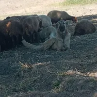 ماده سگ سرابی|سگ|اردبیل, |دیوار