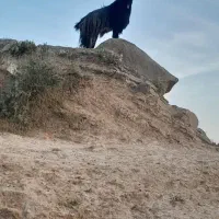 بره شیری20روزه  ماده