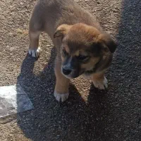 پاکوتاه دم خرگوشی