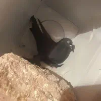 کفتر قره لوطی