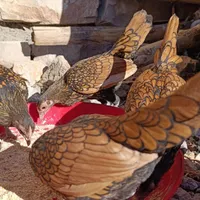 مرغوخروس نیمچه 4ماهه بالغ پولک منظم فوقلاده|حیوانات مزرعه|کرمانشاه, |دیوار