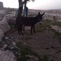 ماده خر گله‌ای باربر سر حال