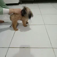 شیتزوعروسکی ماده سایز تیکاپ و پامر جهت جفتگیری