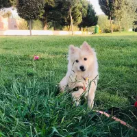 سگ پامرانین اشپیتز