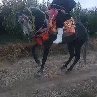 مادیان قدبلند