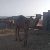 شترنر