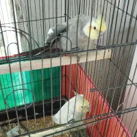 عروس هلندی نر و ماده مولد|پرنده|قم, پردیسان|دیوار