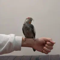 عروس هلندی دو ماهه|پرنده|تهران, هاشمی|دیوار