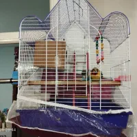 طوطی برزیلی|پرنده|خوی, |دیوار