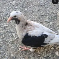 سار