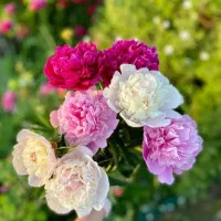 دعا وسرکتاب