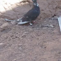 کفتر|پرنده|تایباد, |دیوار