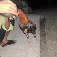 خروس لاری
