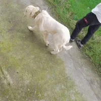 سگ سفید|سگ|خمام, |دیوار