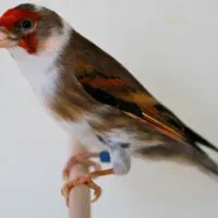 سهره قناری