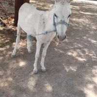 الاغ