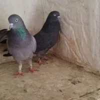 کبوتر پرشی آنتیک|پرنده|محمدشهر, محمدشهر|دیوار