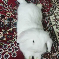 خرگوش لپی|موش و خرگوش|مشهد, نرگس (شهرک غرب)|دیوار