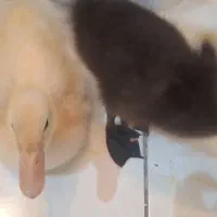 دو عدد اردک نروماده