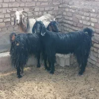 کهره بره بز کولار