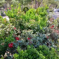 زیبایی ذاتی