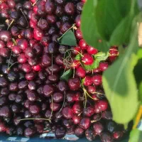 فروش گیلاس
