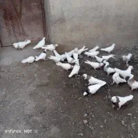 فروش کبوتر طوقی هر رنگی بخواهید دارم|پرنده|کرمانشاه, |دیوار