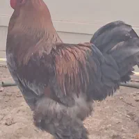 فروش خروس برهمای بلو پاتریچ