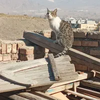 گربه آواکاتسا|گربه|مرند, |دیوار