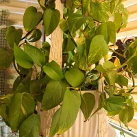 فروش گل و گیاه