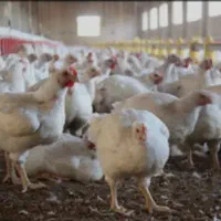 کارگر برای مرغداری ۲۰هزاری گوشتی تمام اتوماتیک