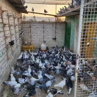 دسته پلاکی جوجه های یک ساله|پرنده|سیدان, |دیوار