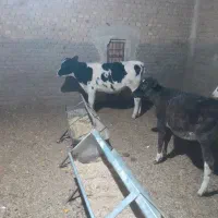 دو عدد گوساله نرو یکی ماده|حیوانات مزرعه|اردکان, |دیوار