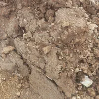 پهینه گوسفندی